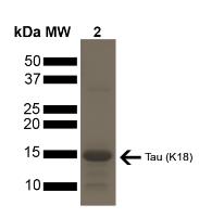 SDS-PAGE (MAPT-516H).jpg